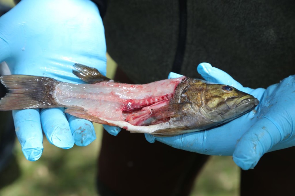 Fish post fillet and rib sample