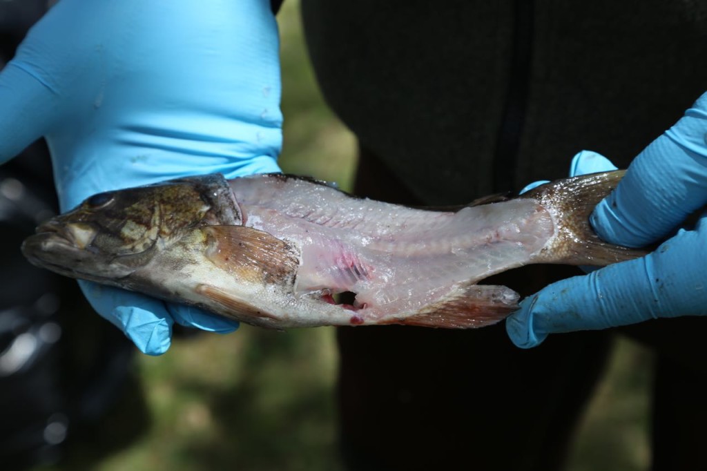 Fish post fillet sample