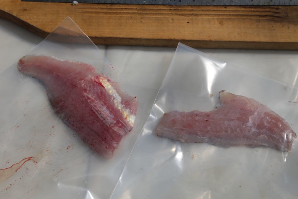 Fish samples ready for lab. Left side fillet also has rib meat. Right side fillet does not. 