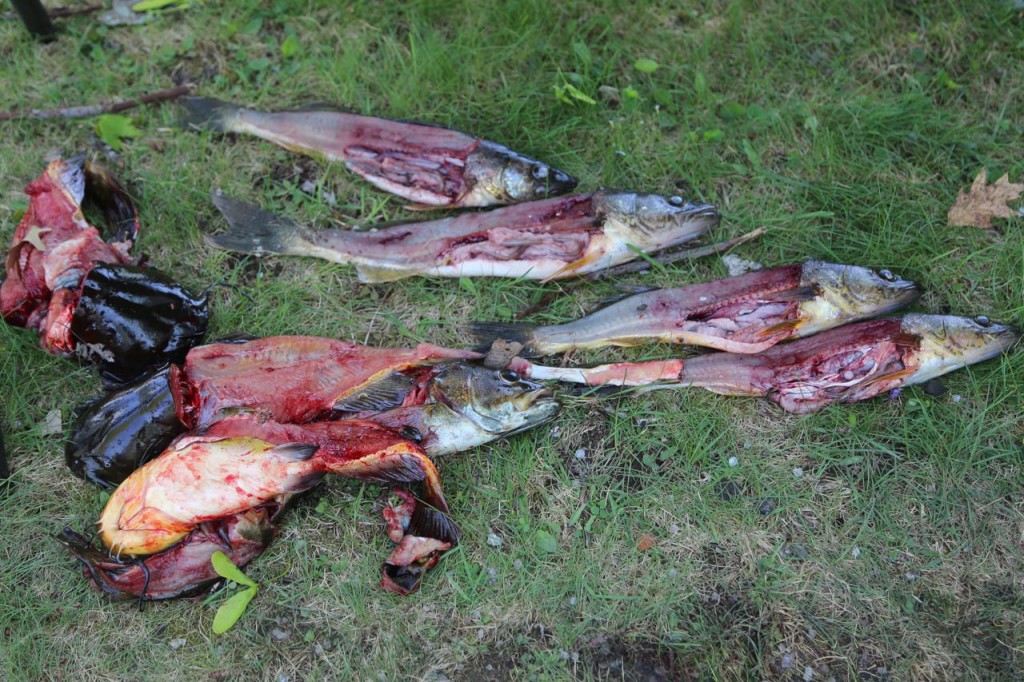 Pile of fish that have had samples taken from them