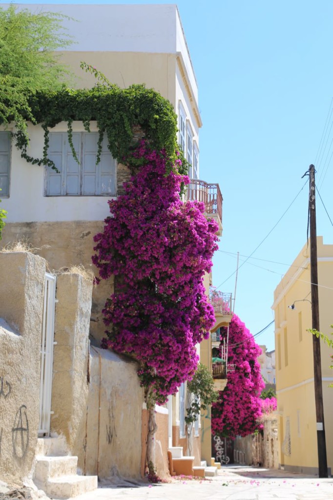 Bougainvillea