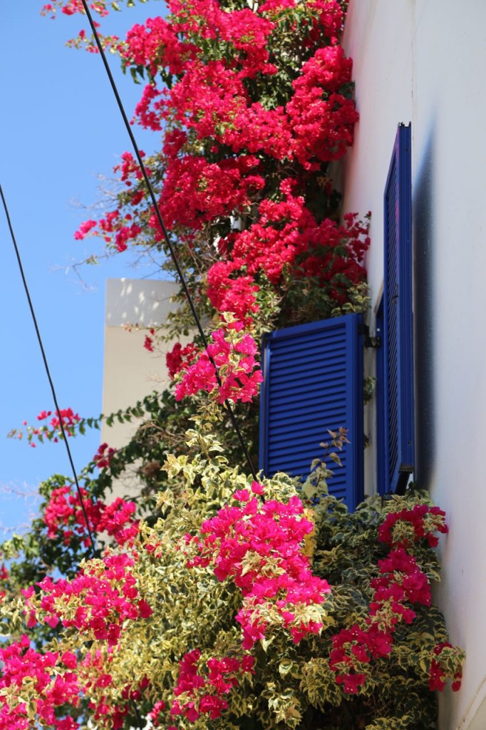 Bougainvillea