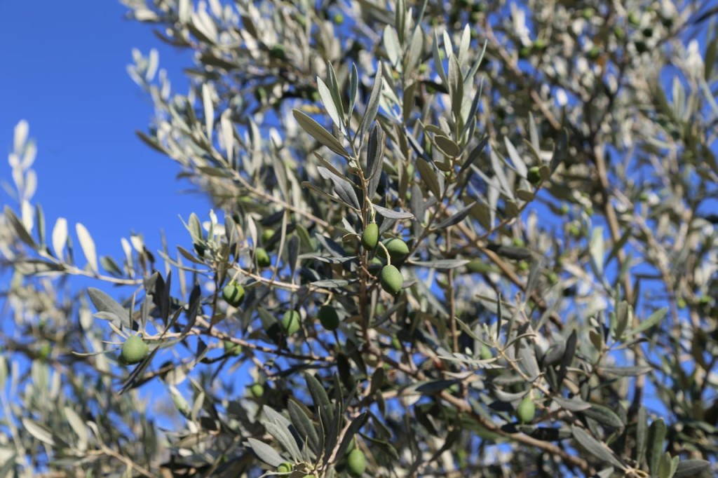 Olive tree