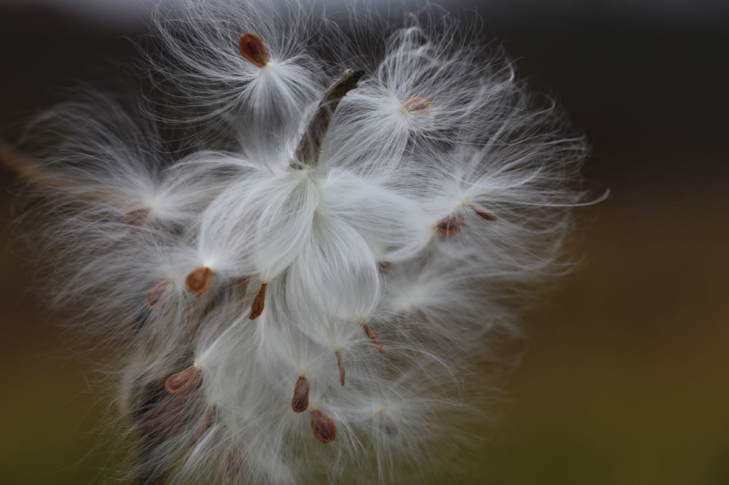 Milkweed