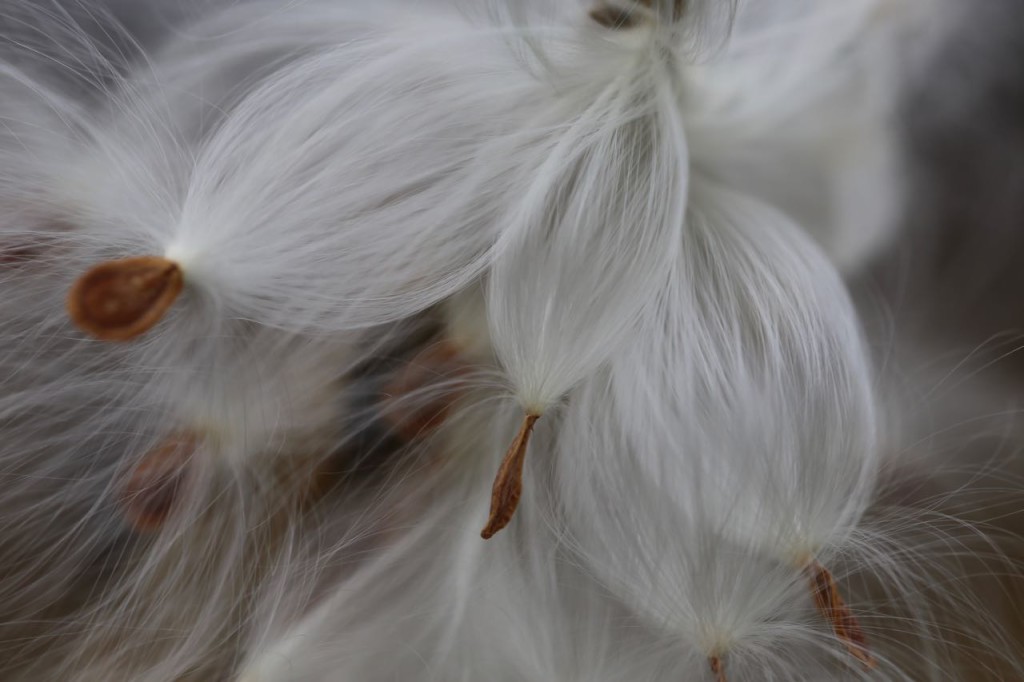 Milkweed