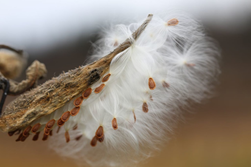 Milkweed