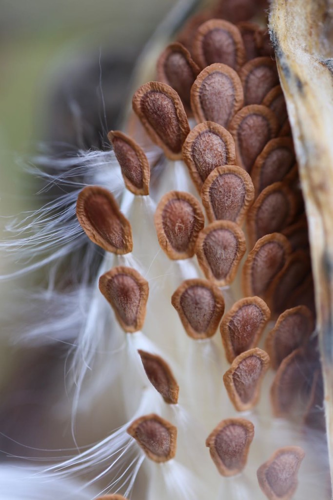 Milkweed