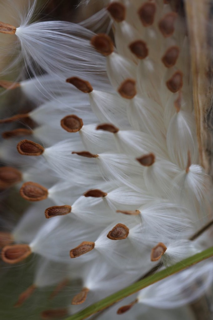 Milkweed