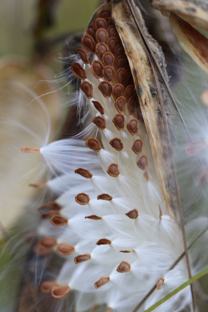 Milkweed