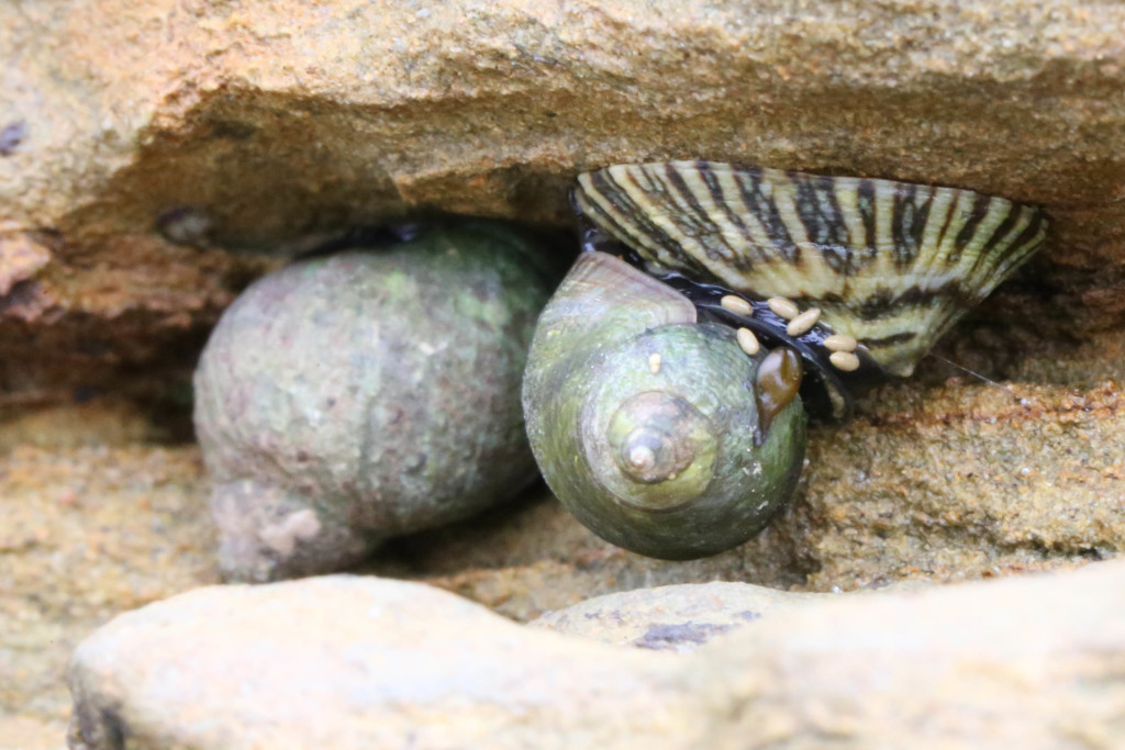 Snails and limpet