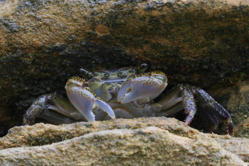 Crab