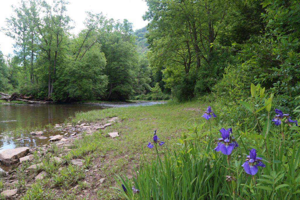 Irises by the Greenbriar River