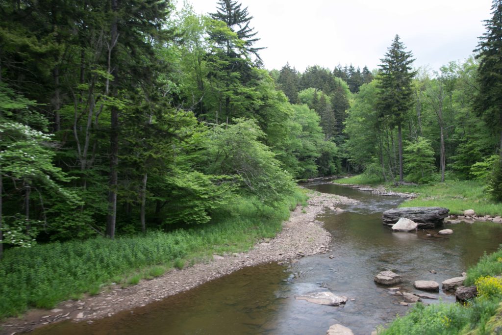 Shaver Fork of Cheat River