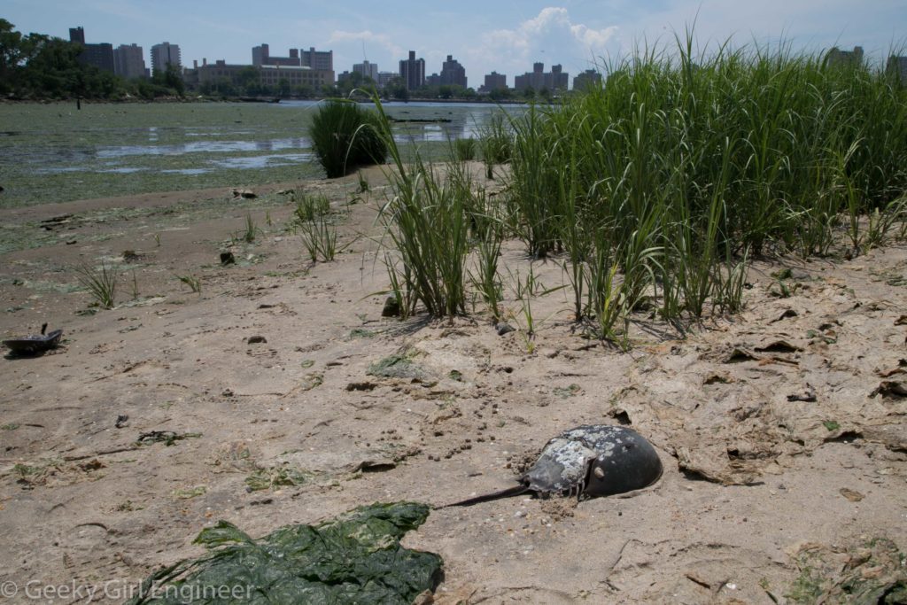 Horseshoe crab remains