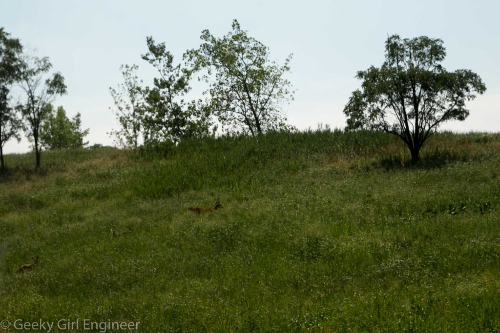 Bad photo of a family of deer