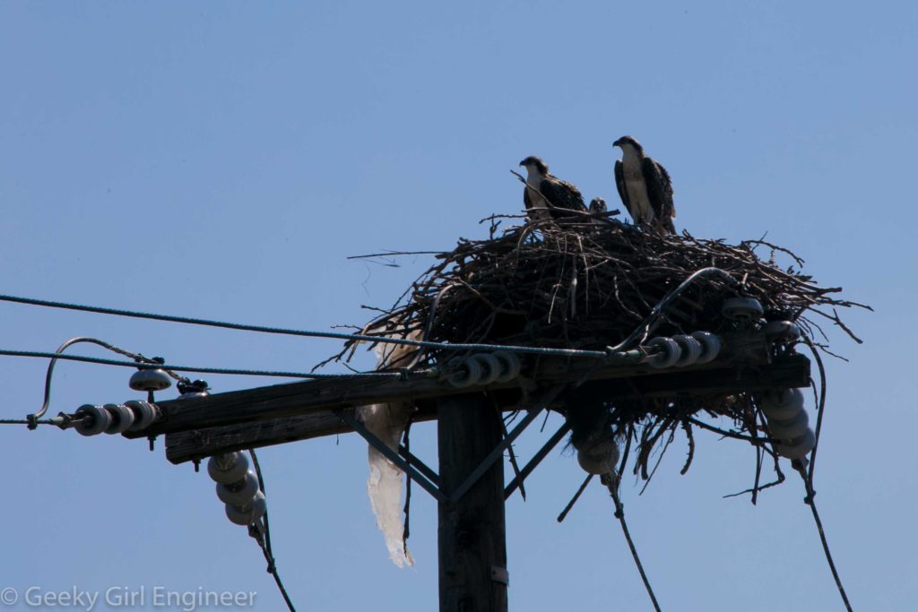 Osprey family