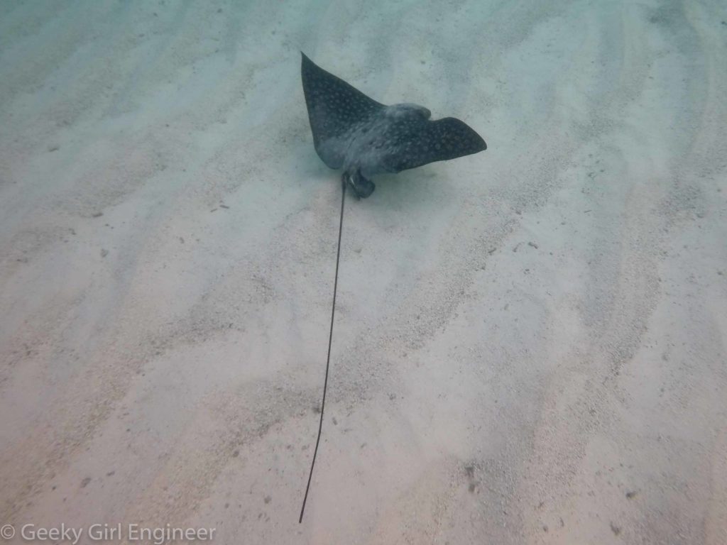 Eagle ray