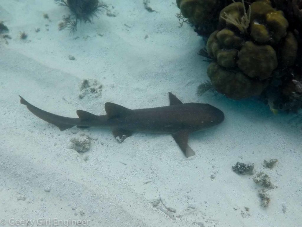 Nurse shark