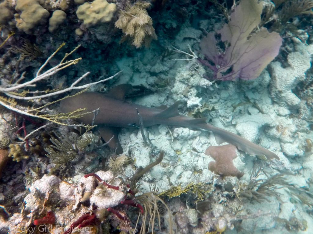 Nurse shark