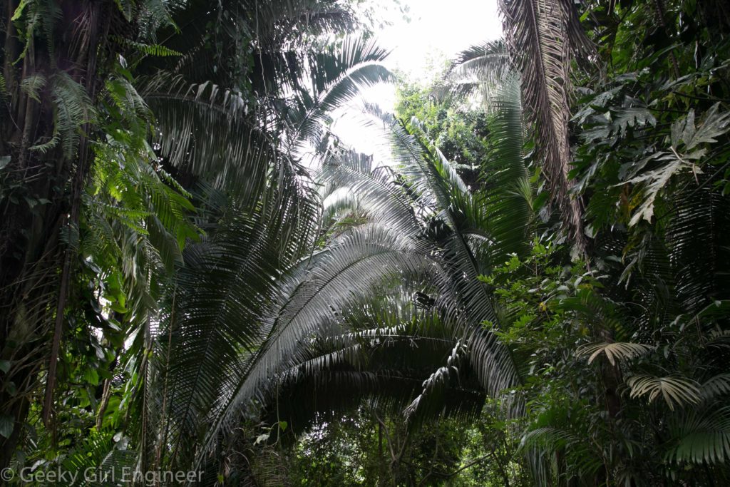 Huge palms create tunnels with the paths