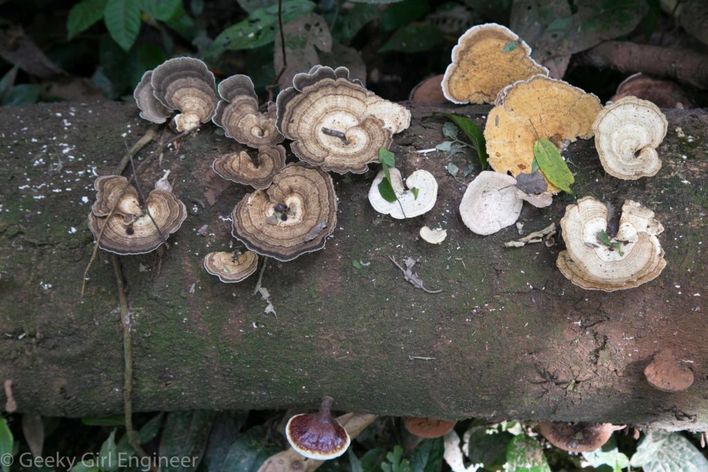 Shelf fungus on a fallen tree