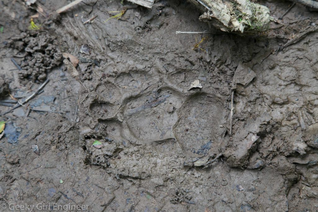 Jaguar paw print