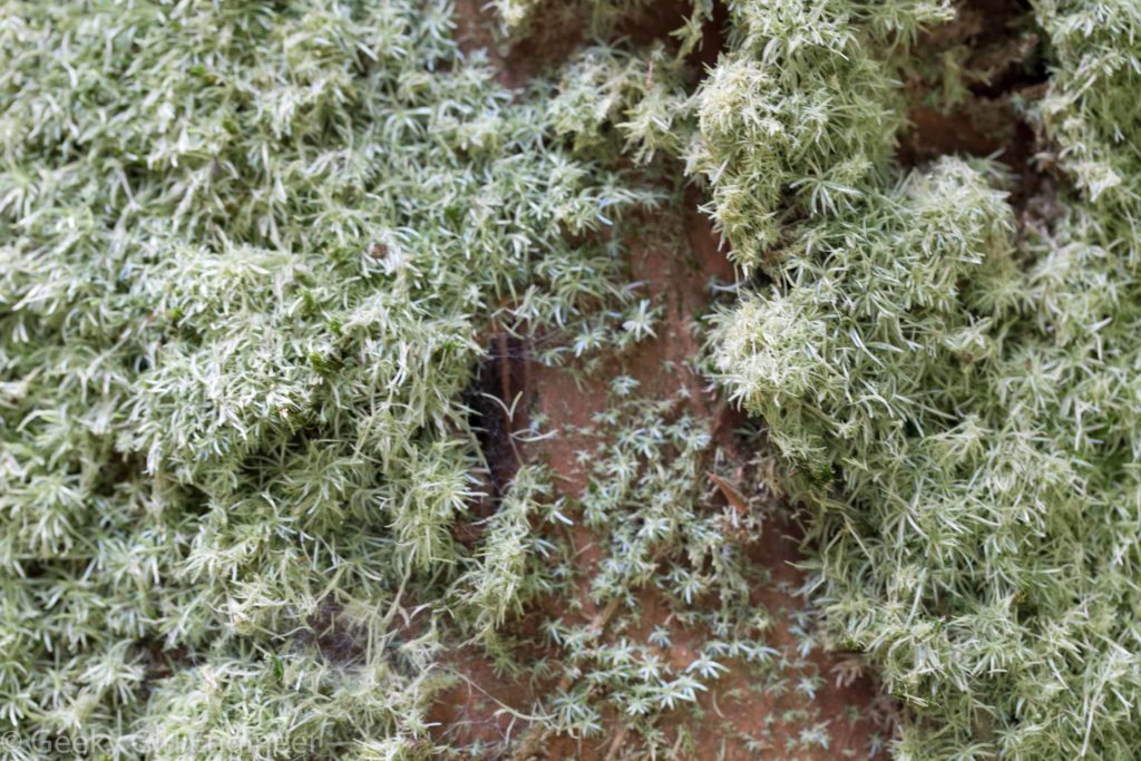 Moss growing on a living tree