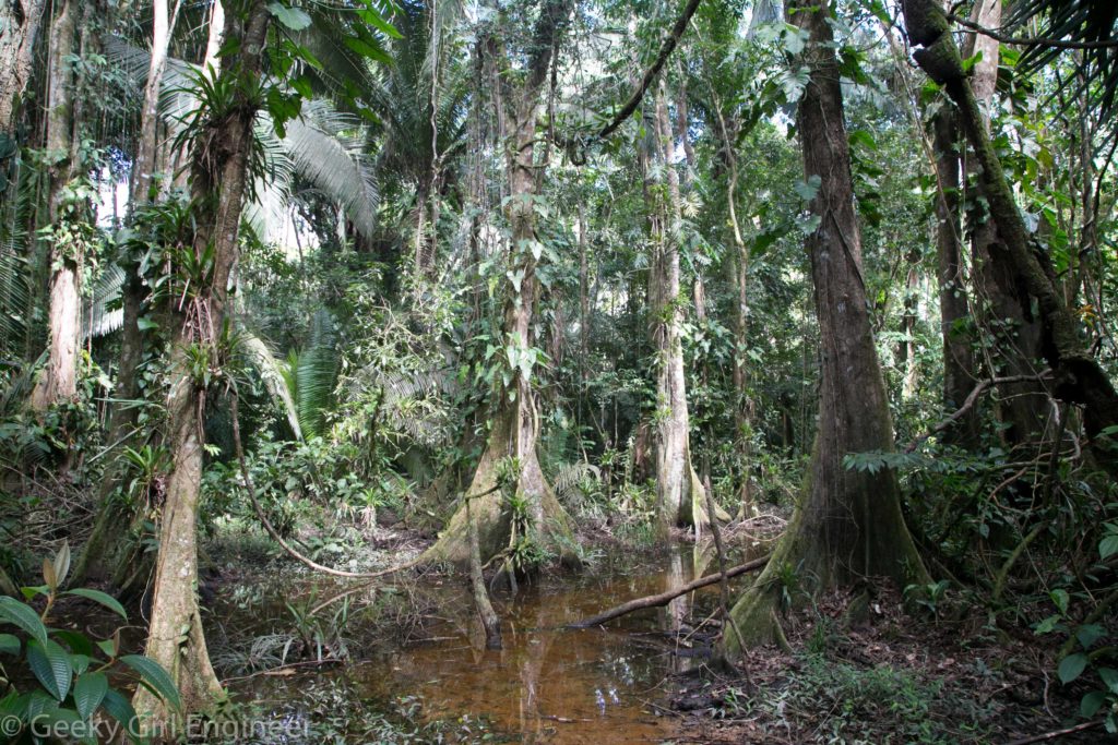 Small wetland area