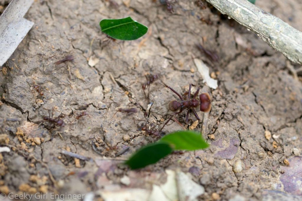 Leaf cutter ants, including a large soldier ant