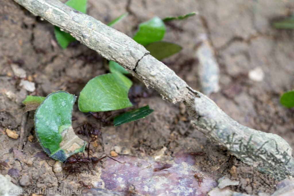 Leaf cutter ants