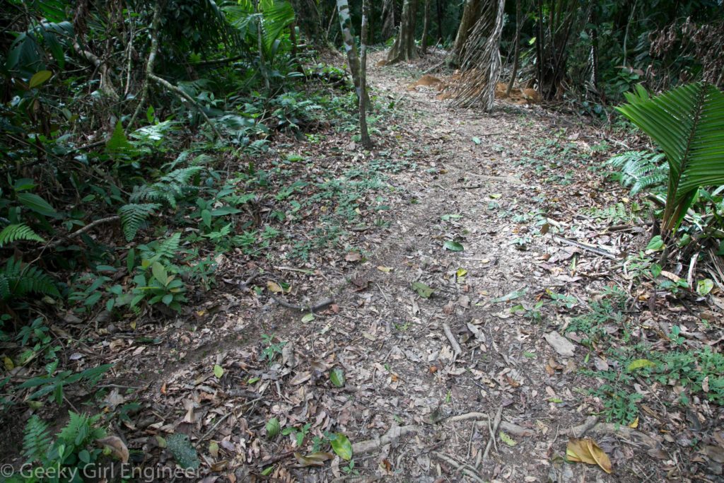 Leaf cutter ant highway, the mound can be seen in the far right underneath the dead palm frond