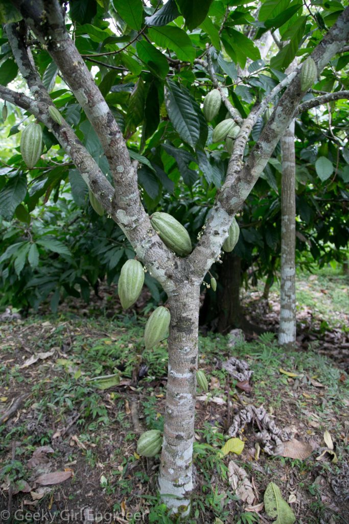 Cacao tree