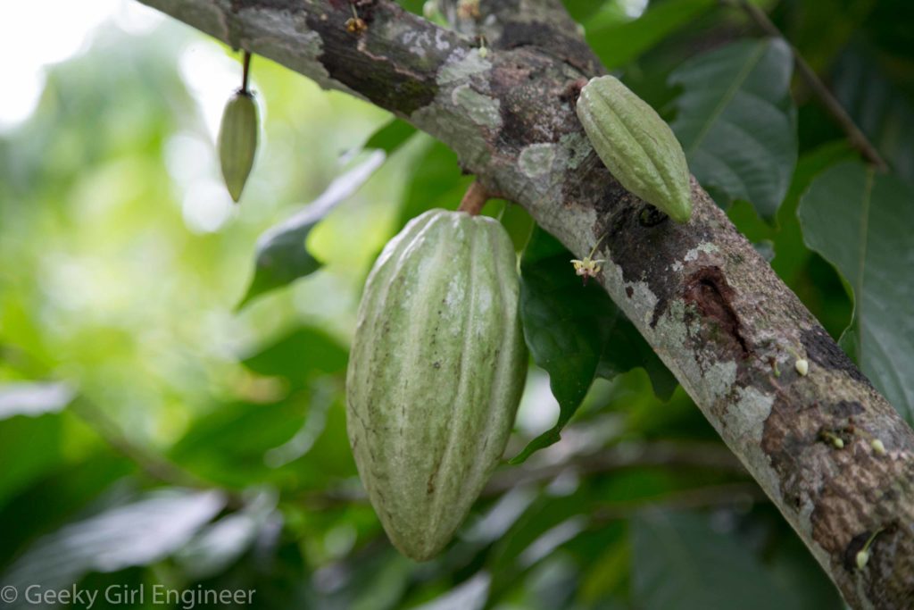 Unripe cacao fruit or seed pod