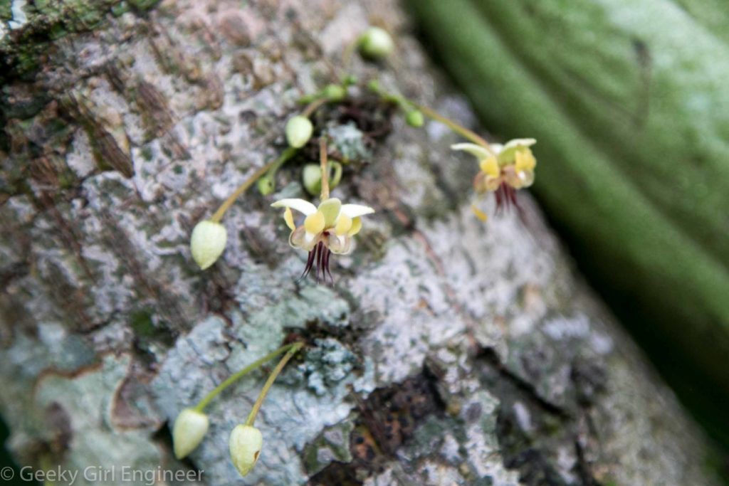 Cacao flower