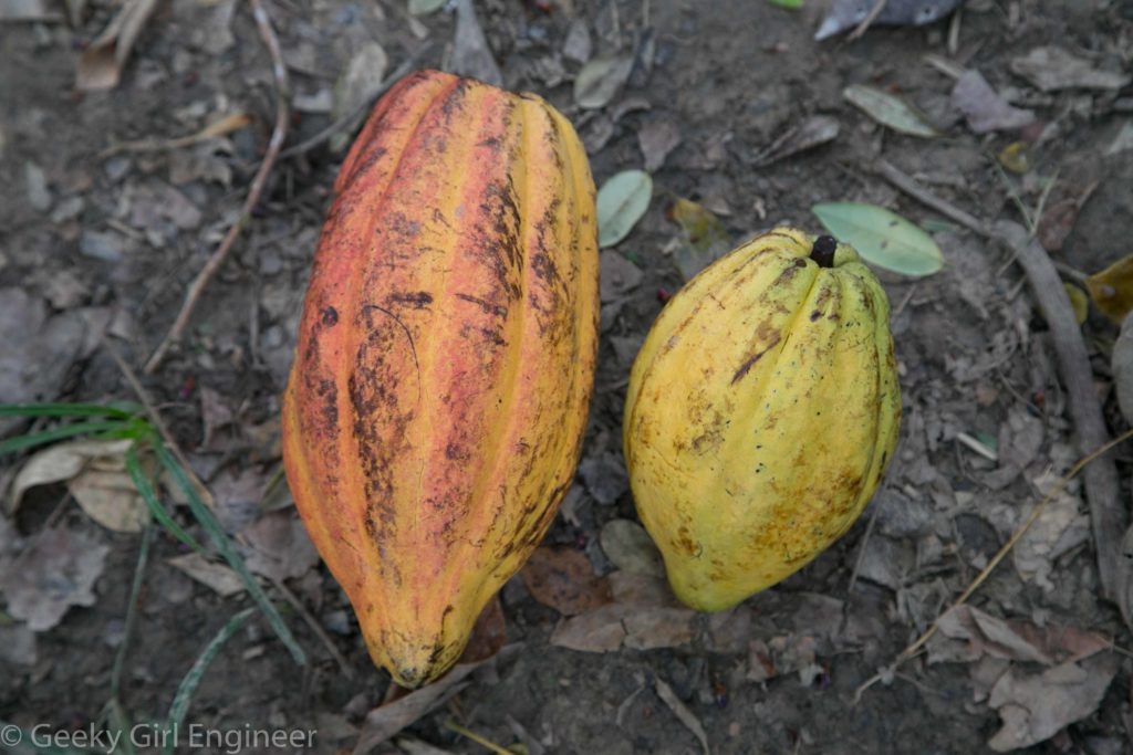 Ripe cacao fruit or seed pods