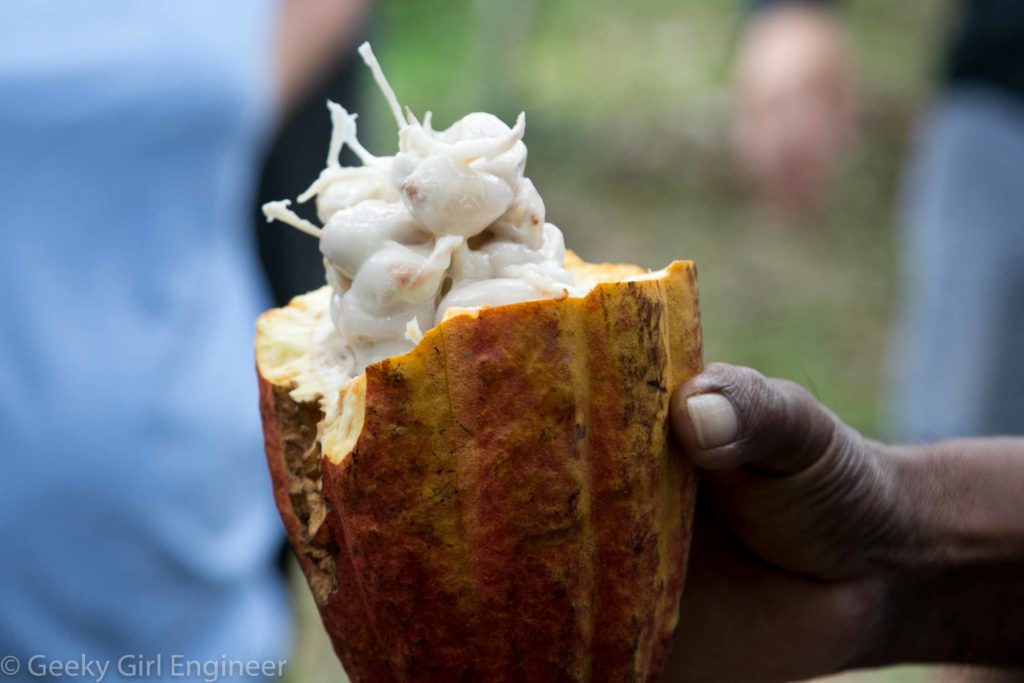 Cacao seed pod with seeds covered in white pulp