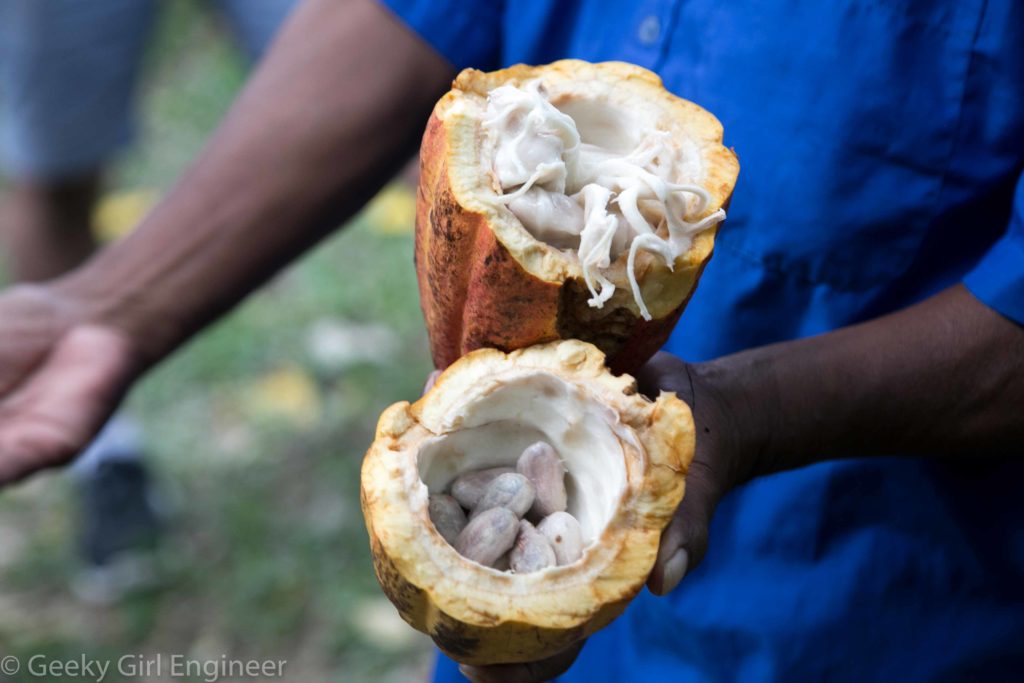 Cacao seed pods with seeds covered in pulp in upper half and seeds we sucked pulp off of in lower half