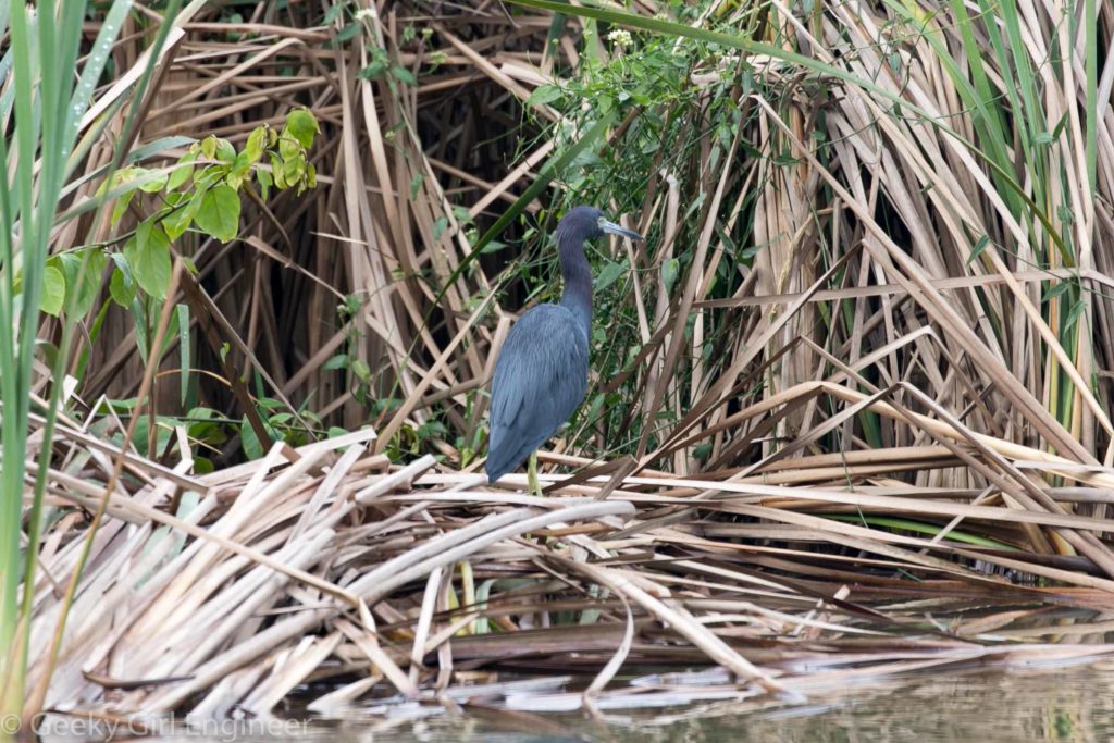 Little blue heron