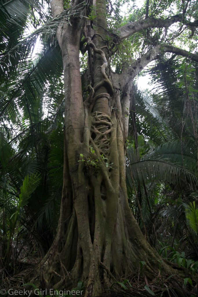 Focus tree strangling another tree