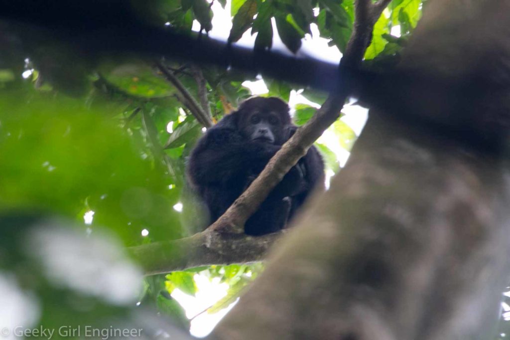 Howler monkey