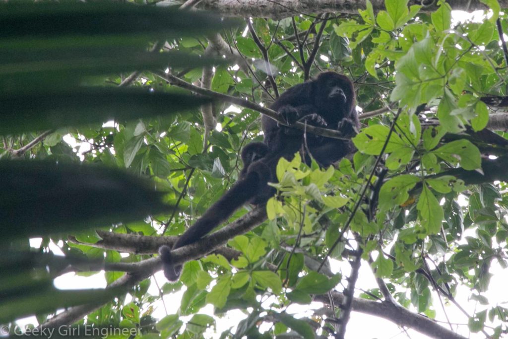 Howler monkey