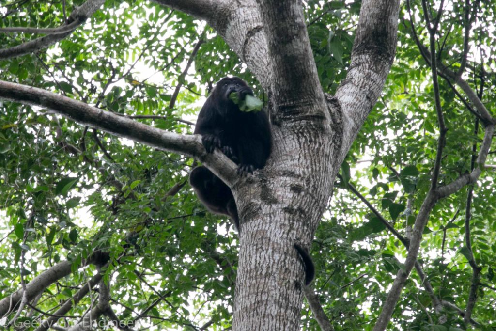 Howler monkey