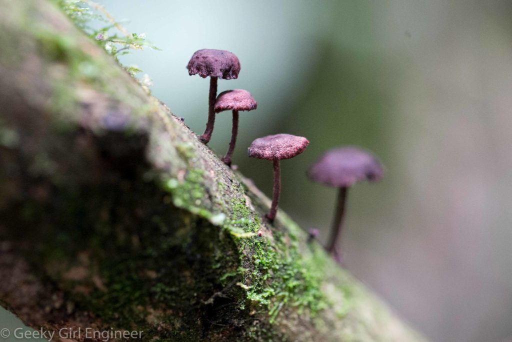 Mushrooms growing on a tree