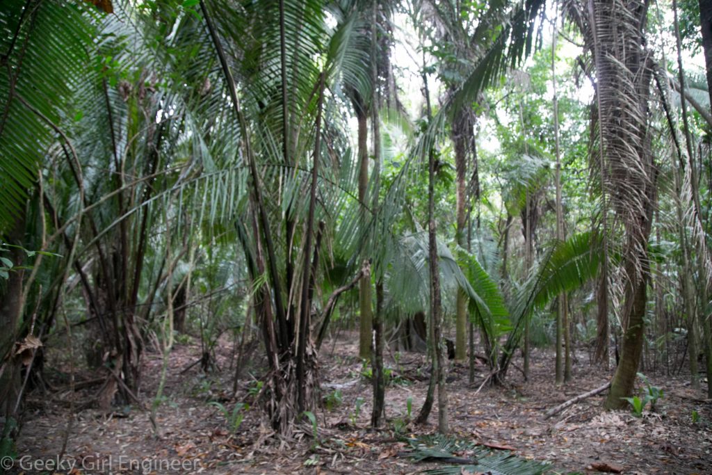 Palm forest 