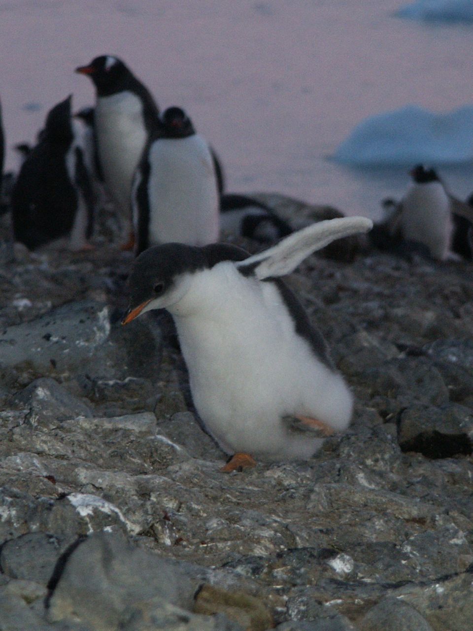 Какой тип развития характерен для субантарктического пингвина. Пингвин Дженту. Субантарктический Пингвин. Папуанский Пингвин. Субантарктический Пингвин Антарктида вырос.