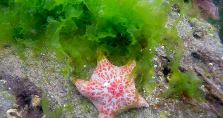 Snorkeling in Alaska